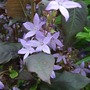 Campanula growing happily amongst Lysimachia ciliata. (Lysimachia ciliata)