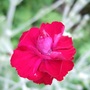 Lychnis coronaria 'Gardeners' World' (Lychnis coronaria 'Gardeners' World')