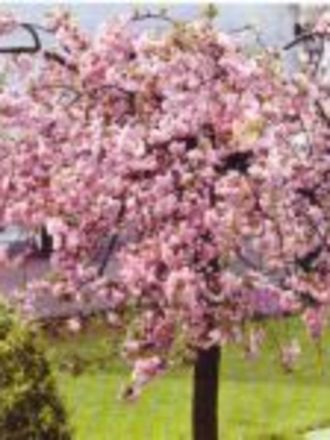 A garden flower photo (Prunus serrulata kiku-shidare sakura)