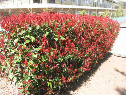 A garden flower photo (Photinia fraseri “Red Robin”)