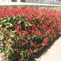 Photinia_fraseri_red_robin