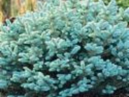 A garden flower photo (Picea pungens glauca globosa)