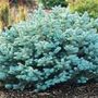 Picea_pungens