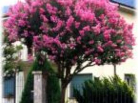 A garden flower photo (Lagerstroemia indica (Astromelia Blanca))