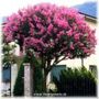 Lagerstroemia indica