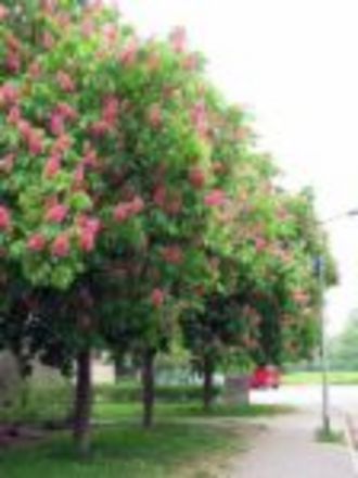 A garden flower photo (Aesculus carnea briotii)