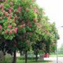 Aesculus_carnea