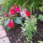 Impatiens hawkeri