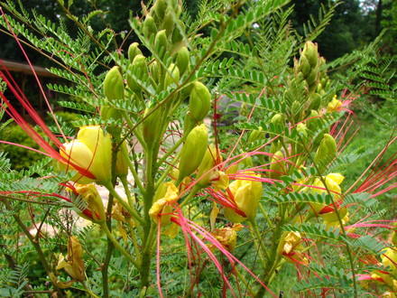 Caesalpinia giliesii,  Bird of Paradise Shrub. I started this little bad boy from seed three years ago. It finally decided to bless me with some blooms .