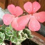 A garden flower photo (Pelargonium)