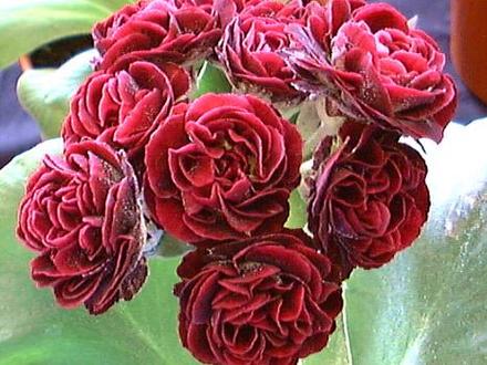 A garden flower photo