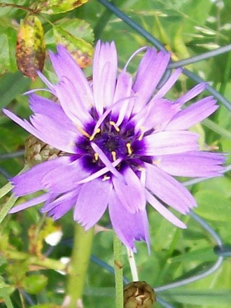 A garden flower photo (Catananche caerulea)