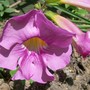 Incarvillea arguta