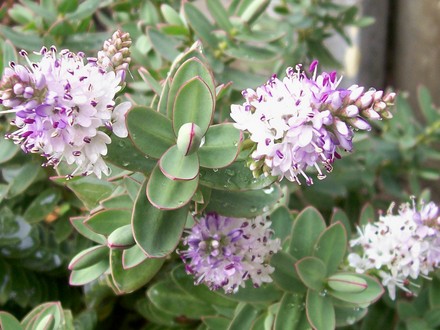 A garden flower photo (Hebe)