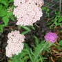 A garden flower photo (Achillea ageratum (Yarrow))