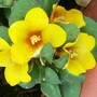 A garden flower photo (lysimachia)