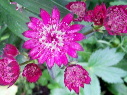 A garden flower photo (astrantia major)
