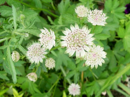 A garden flower photo (Astrantia major)