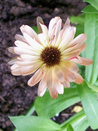 A garden flower photo (Calendula officinalis (English marigold))