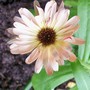 Calendula officinalis (English marigold)