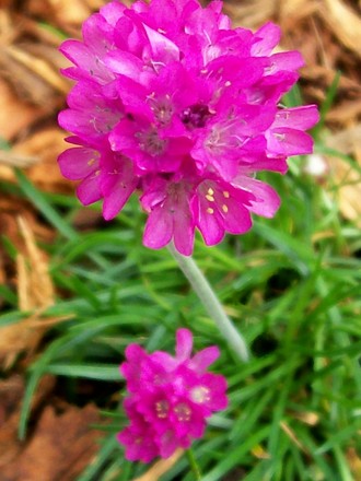 A garden flower photo (Armeria maritima)