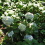 Pict0436