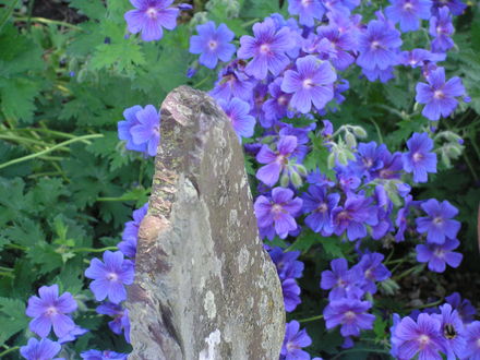 Geranium Johnsons Blue