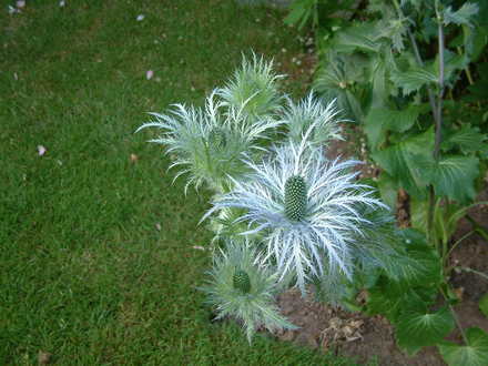 Eryngium at Stockton Bury