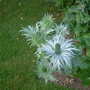 Dscf0015
