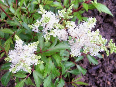 A garden flower photo (Astilbe)