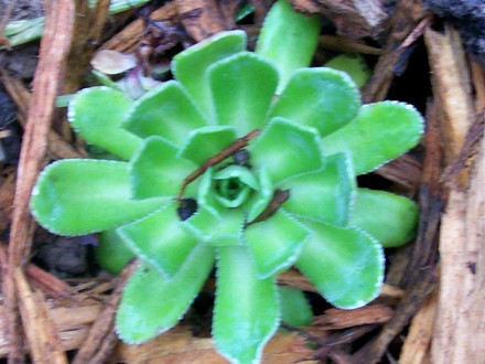 A garden flower photo (Saxifraga paniculata (aizoon))