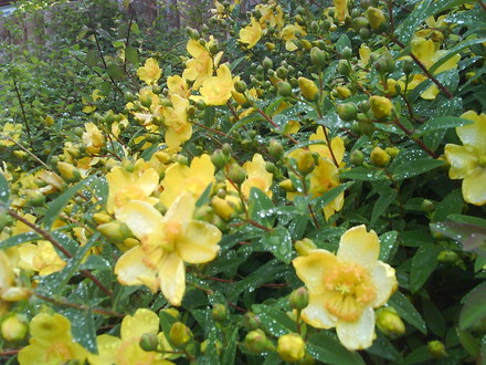 A garden flower photo