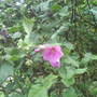 Dsc01036