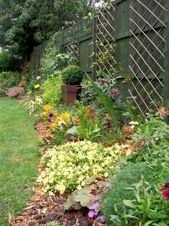 A garden flower photo