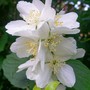 22_6_4.jpg (Philadelphus coronarius)