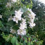 22_6_5.jpg (Philadelphus coronarius)