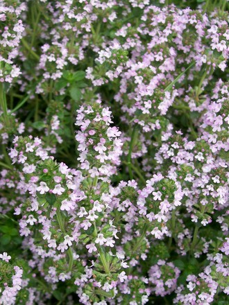 A garden flower photo (Thymus pulegioides (Lemon-scented thyme))