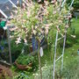 Salix_003