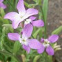 Matthiola longipetala