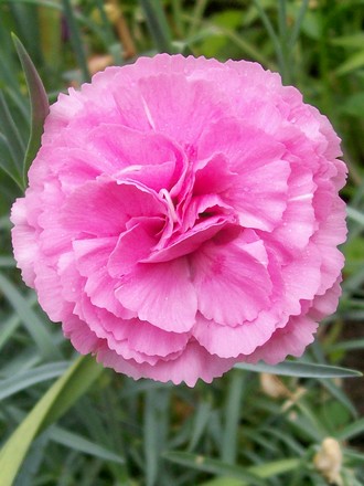 A garden flower photo (Dianthus)