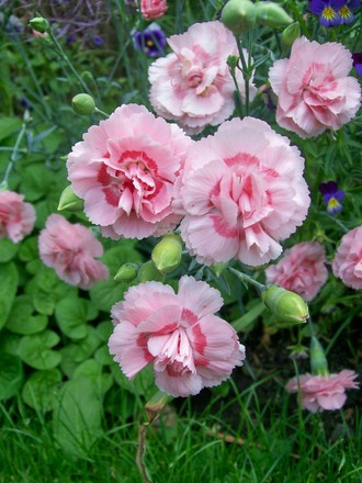 A garden flower photo (Dianthus plumarius (Border Pink))