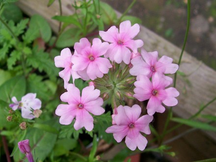 A garden flower photo (Verbena)
