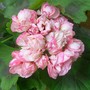 A garden flower photo (Pelargonium)