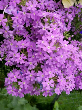 A garden flower photo (verbena)