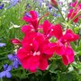 A garden flower photo (Pelargonium)