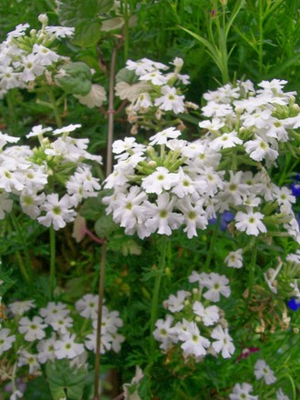A garden flower photo (Verbena)