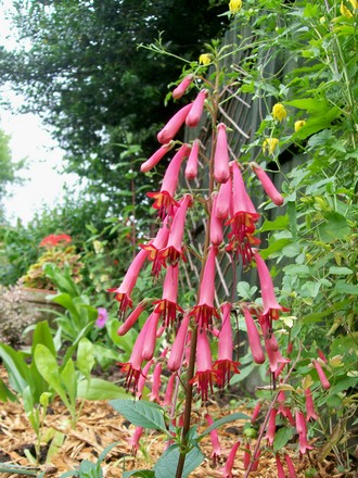 A garden flower photo (Phygelius aequalis (Cape fuchsia))