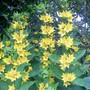 A garden flower photo (Lysimachia punctata (Loosestrife))