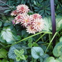 Garden_close_ups_august_2007