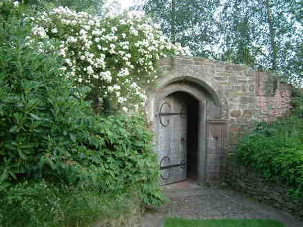 Rambling Rector Rose over the Grotto Stockton Bury